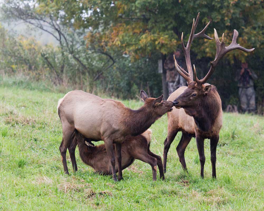 8 Magical Elk Viewing Destinations visitPA